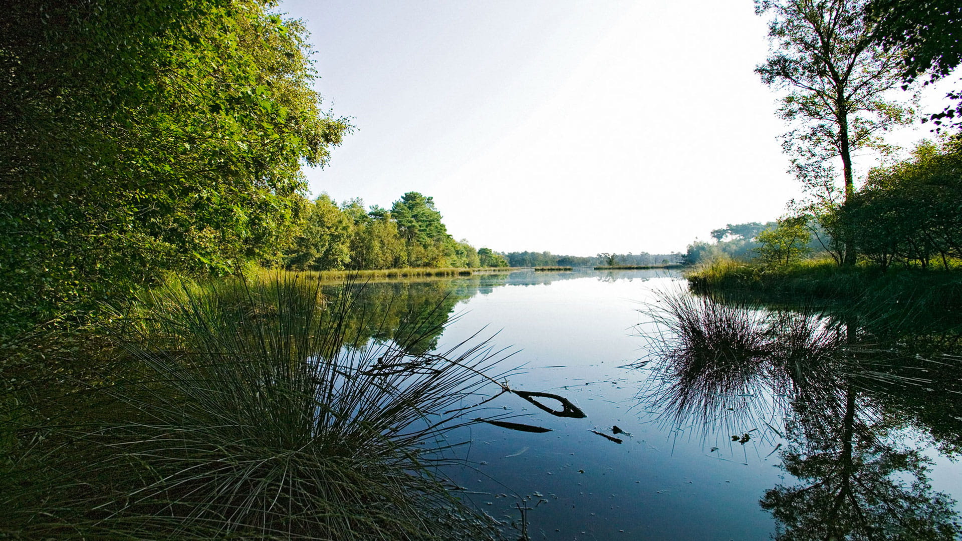 Vennetje in natuurgebied