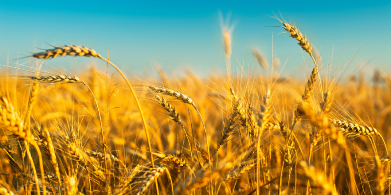 Afbeelding van een deel van de voedselvoorzieningsketen, het oogsten en onderhouden van gewassen