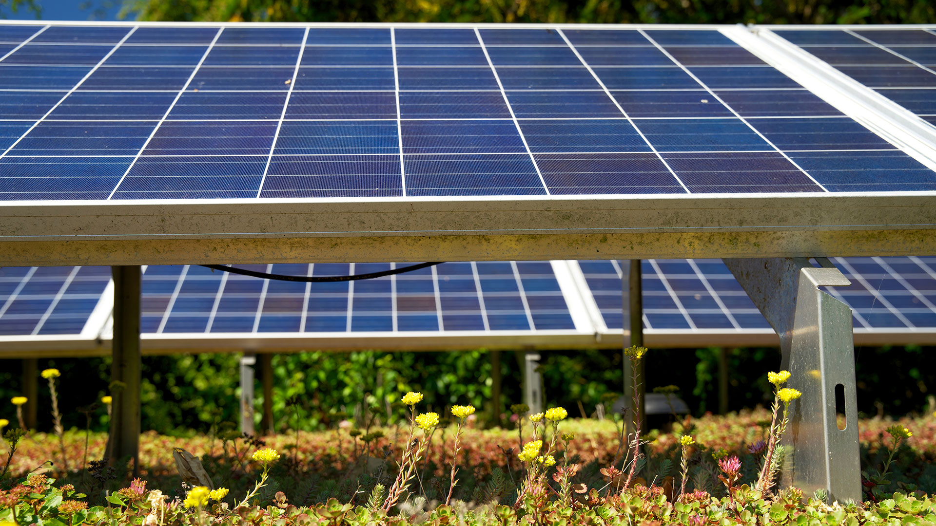 Brandveilig groen dak met zonnepanelen