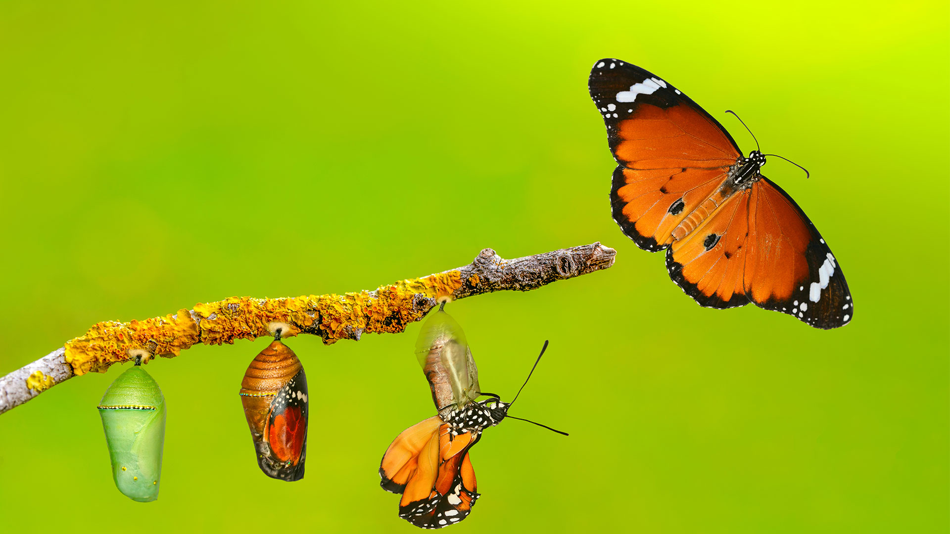 Transitiemanagement-art-4