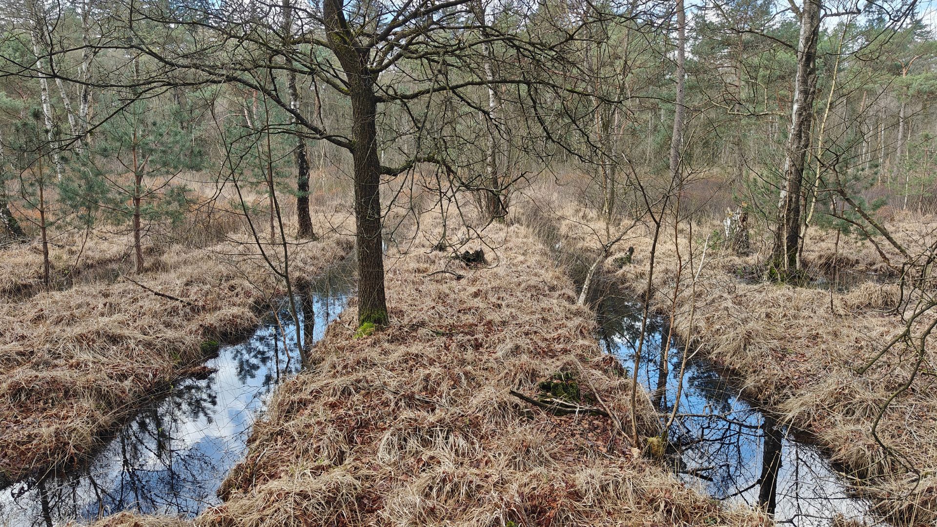 Rabatten in het bos die voor verdroging hebben gezorgd