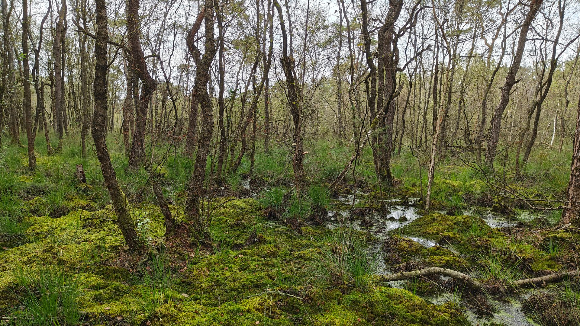 Hoogveenbos (Berkenbroekbos) met een veenmosdek en een ijle boomlaag