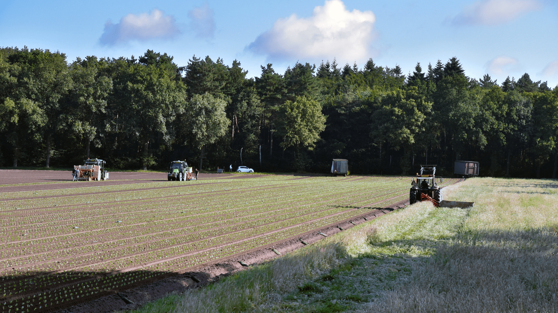Afbeelding van landbouw en bos