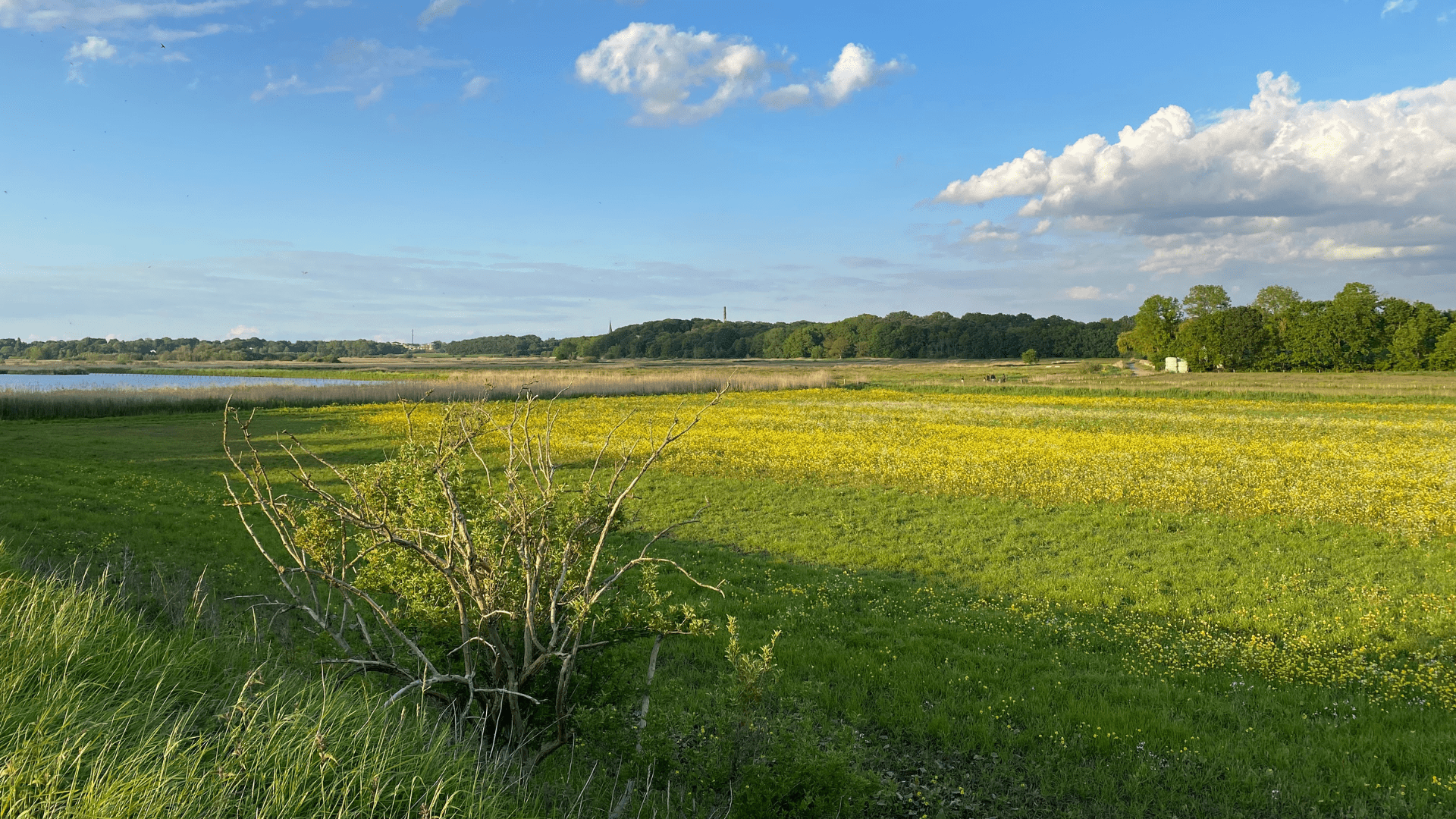 Afbeelding van een groen veld met bomen op de achtergrond en een ven in de verte