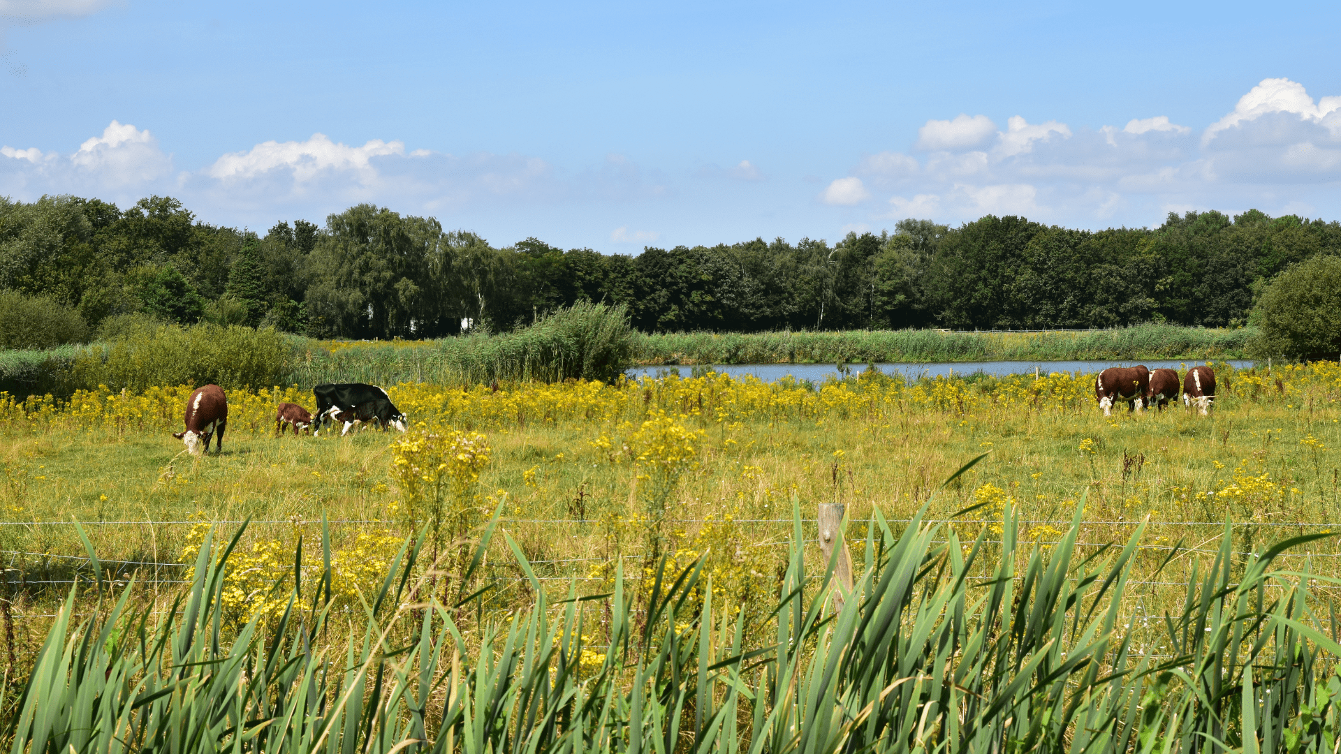 Afbeelding van landelijk gebied met koeien, een veld en een ven op de achtergrond