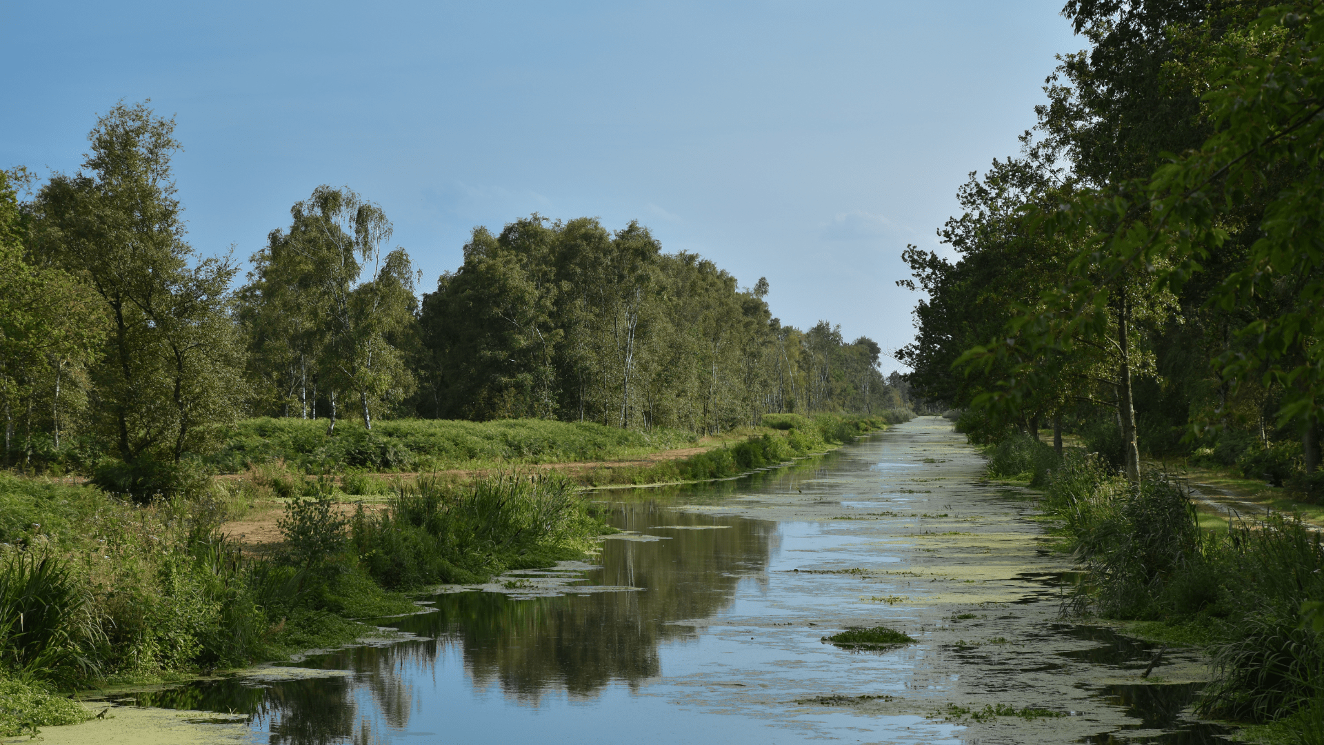 Afbeelding van een bosrijke omgeving met wat er en bomen in de De Peel