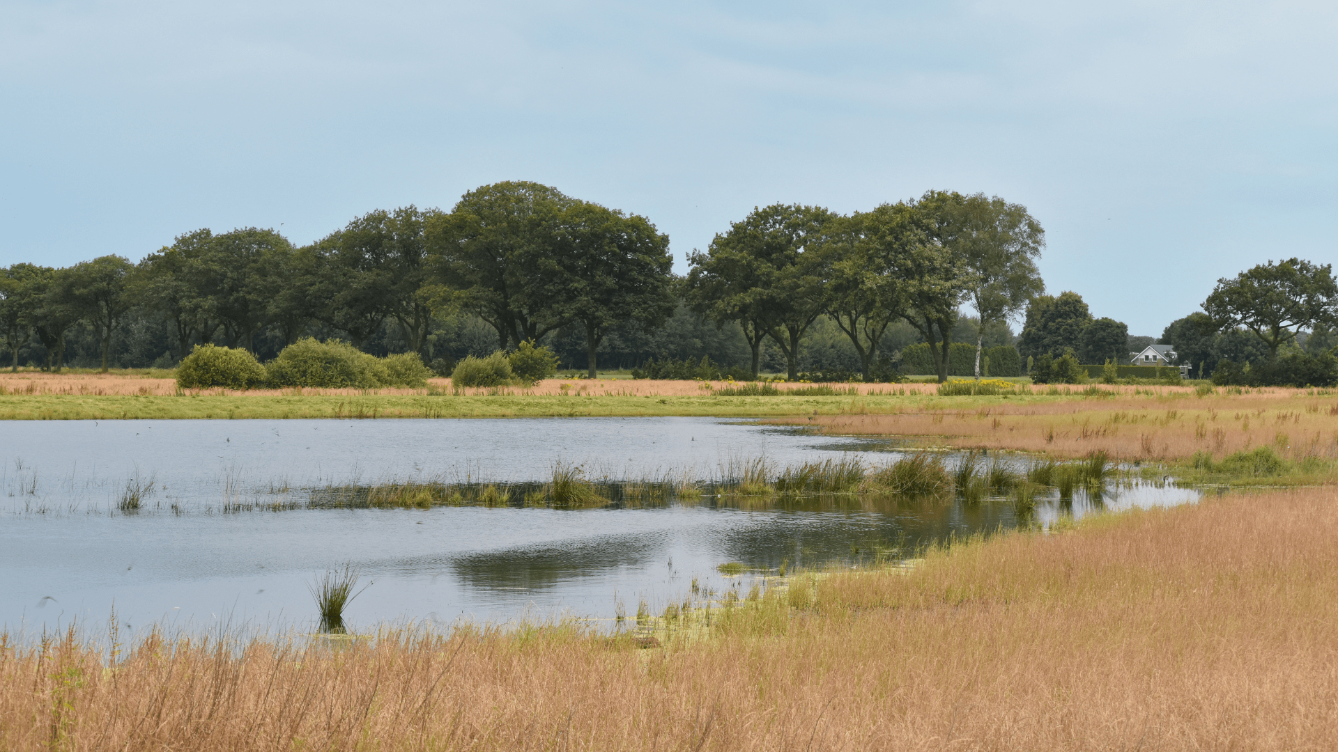 Afbeelding van een ven met bomen in de achtergrond in De Peel