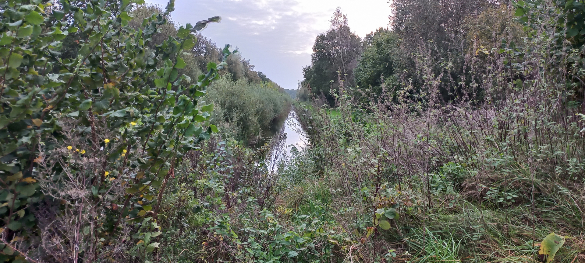 Smal waterweggetje omgeven door dichte groene vegetatie onder een gedeeltelijk bewolkte hemel.