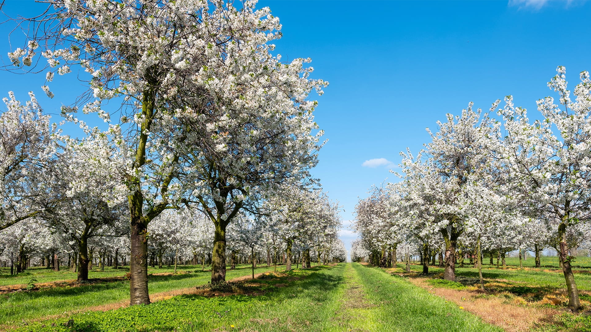 Kersenweide Odijk
