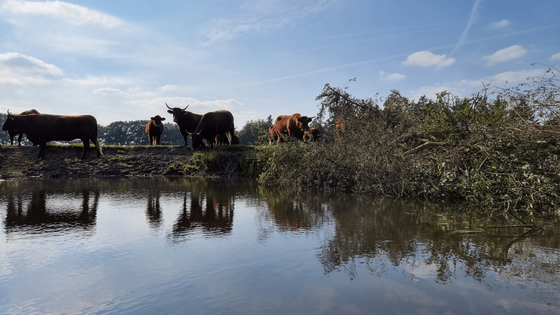 Afbeelding van koeien aan het water van de Tongelreep