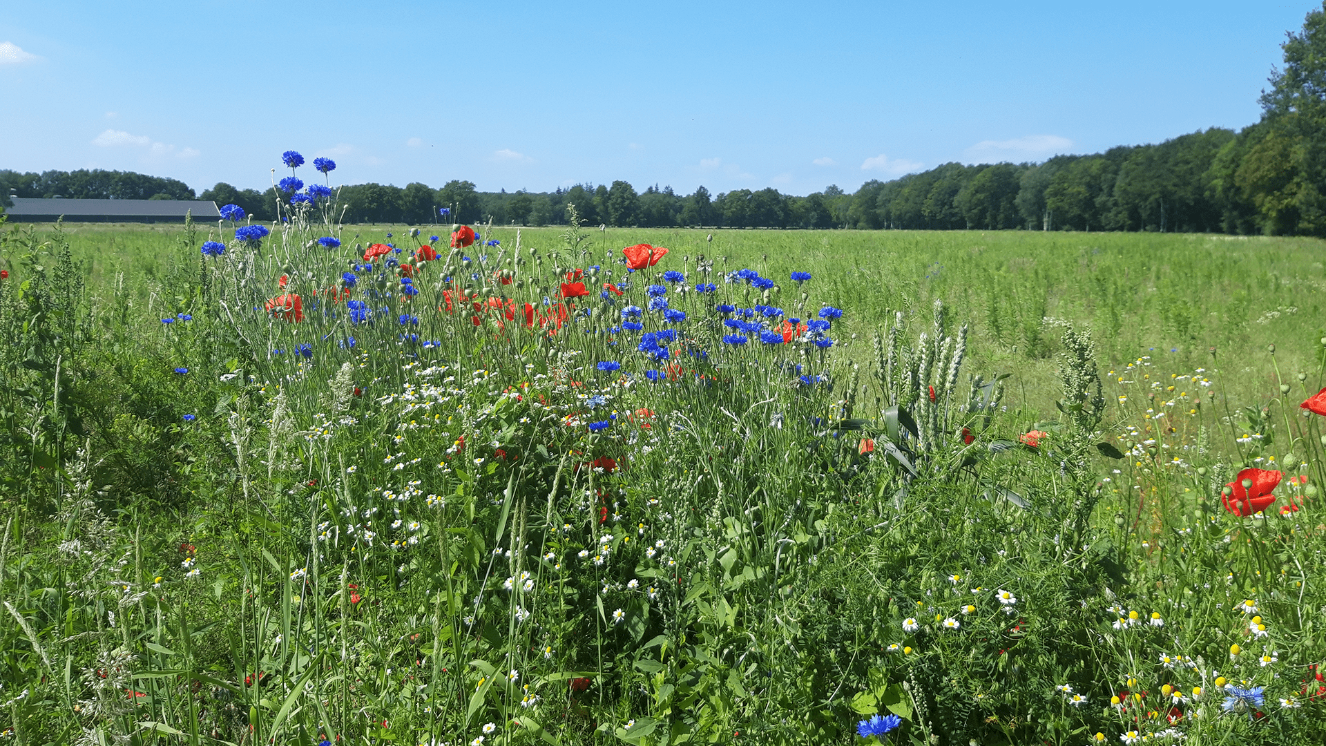 Bloemenveld in Nederland