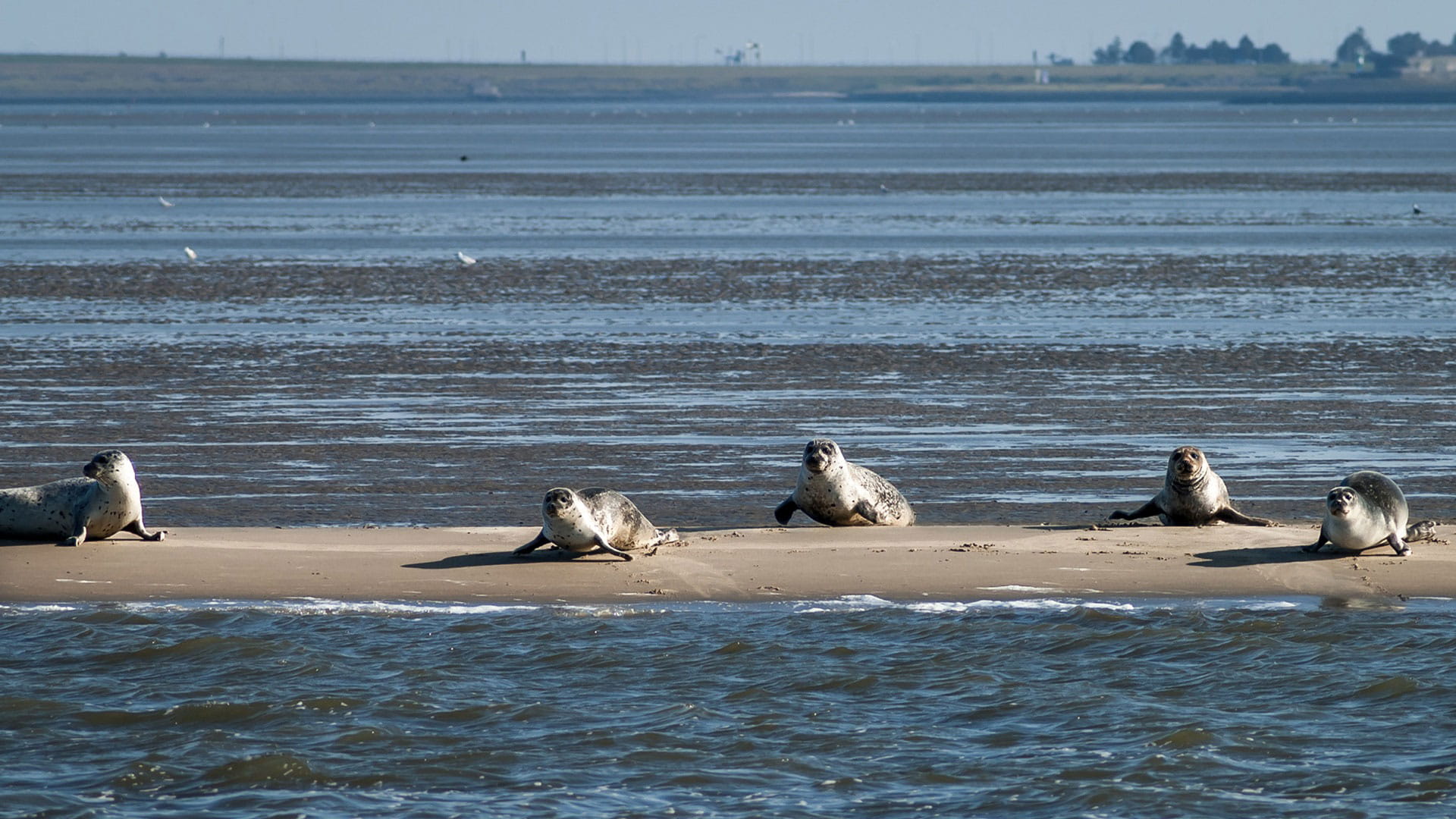 Evaluatie structuurvisie Waddenzee en review Waddenfonds leiden tot nieuwe stimulansen l Haskoning