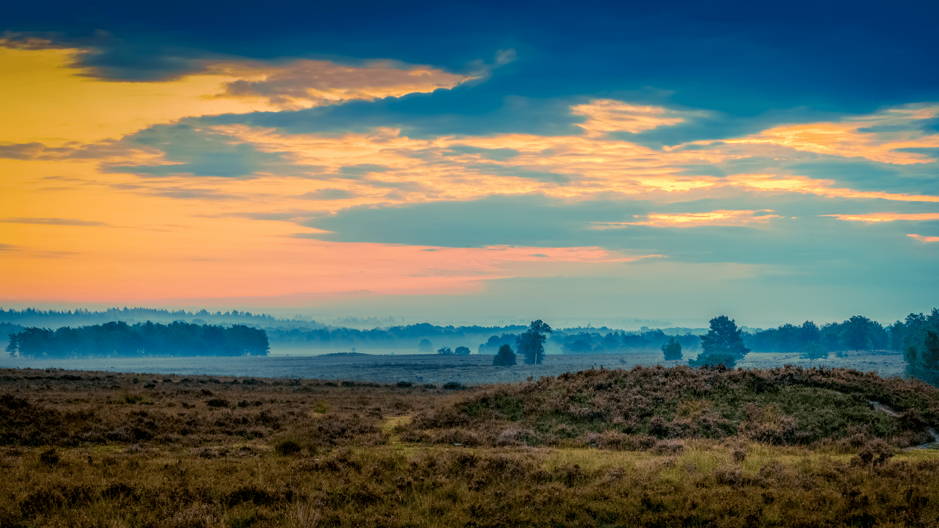 Natuurgebied met heide en mist
