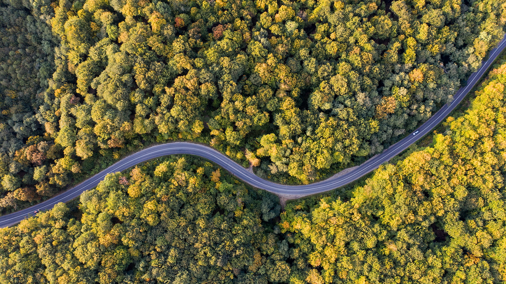 Weg door het bos