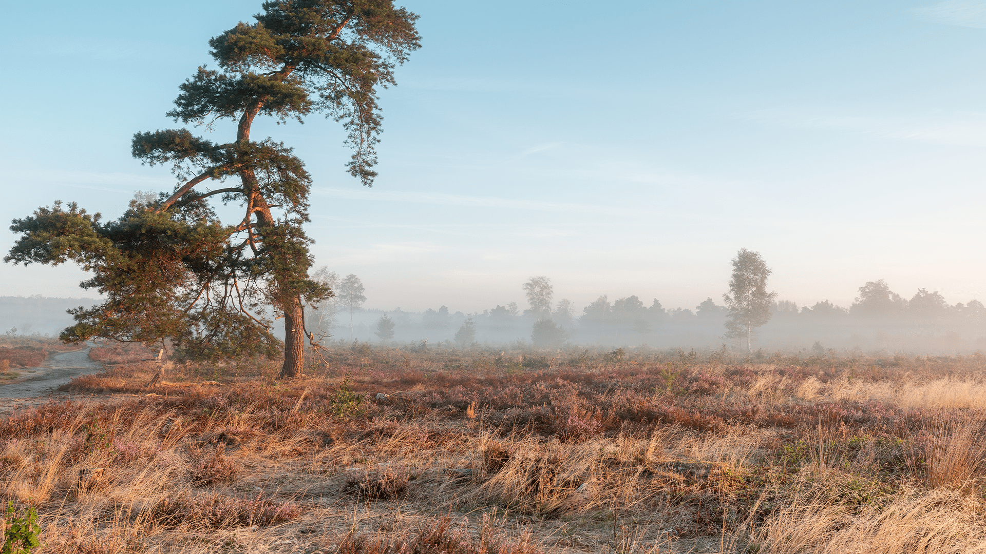 Verdorde boom in woestijn landschap
