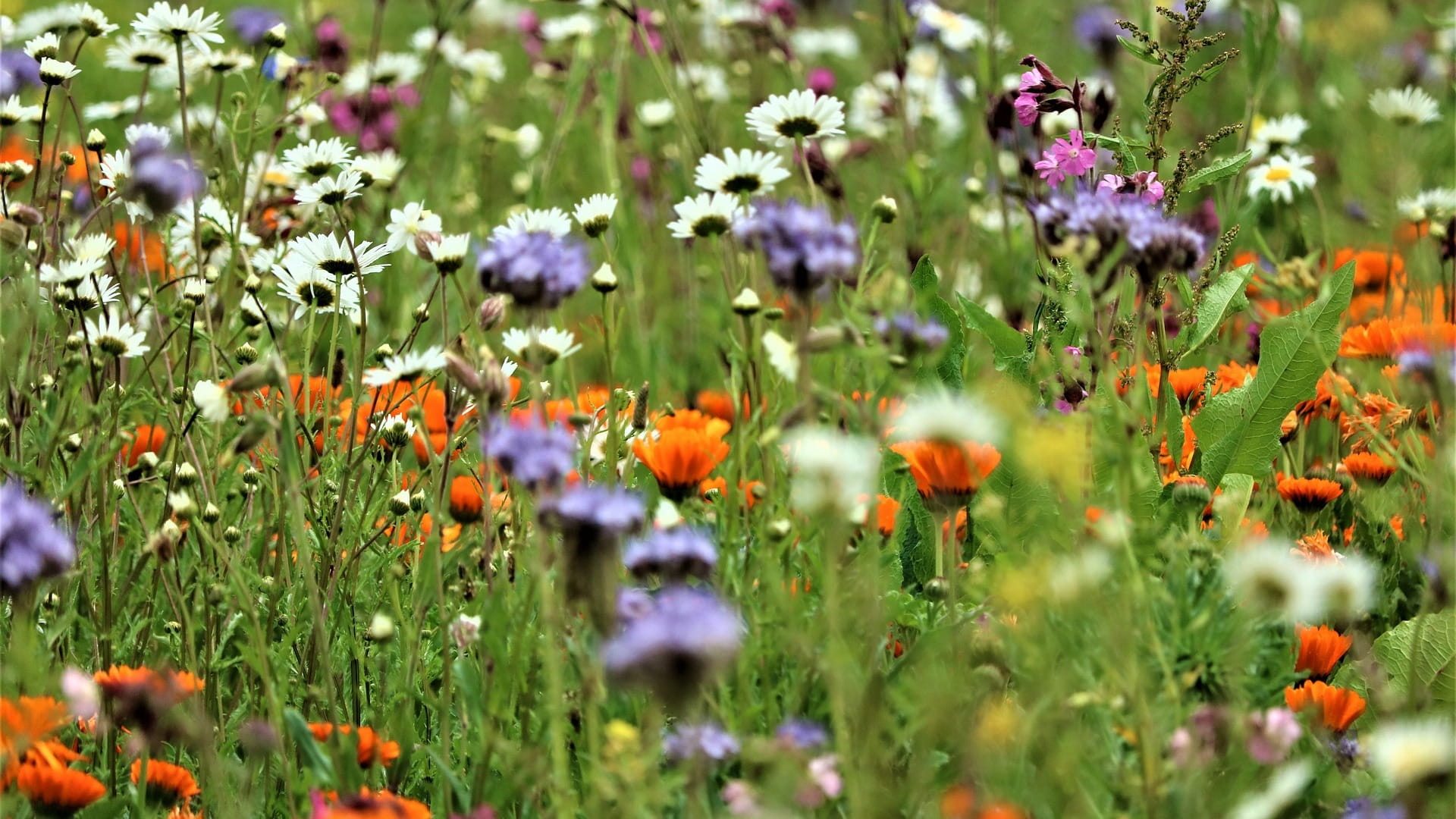 Natuurlijke systemen