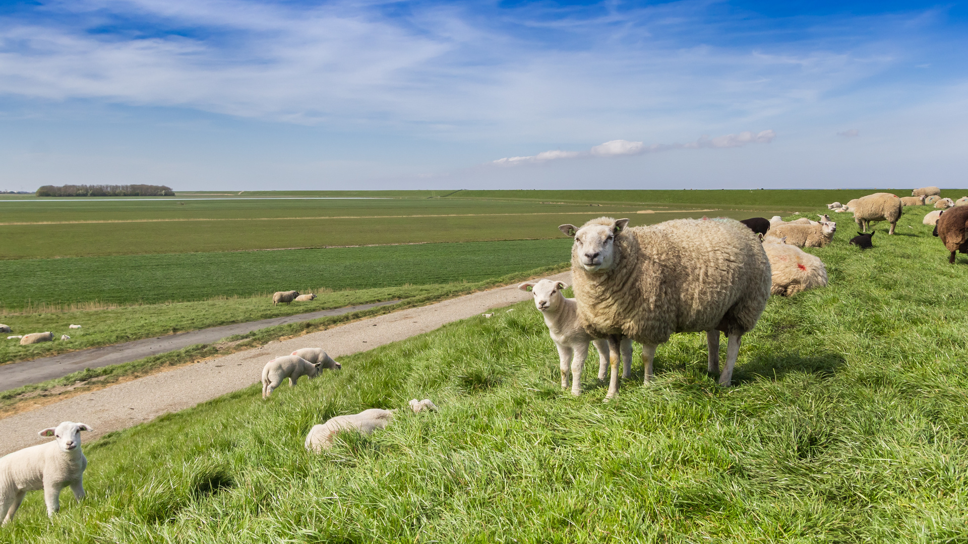 Dijkversterking Nederland