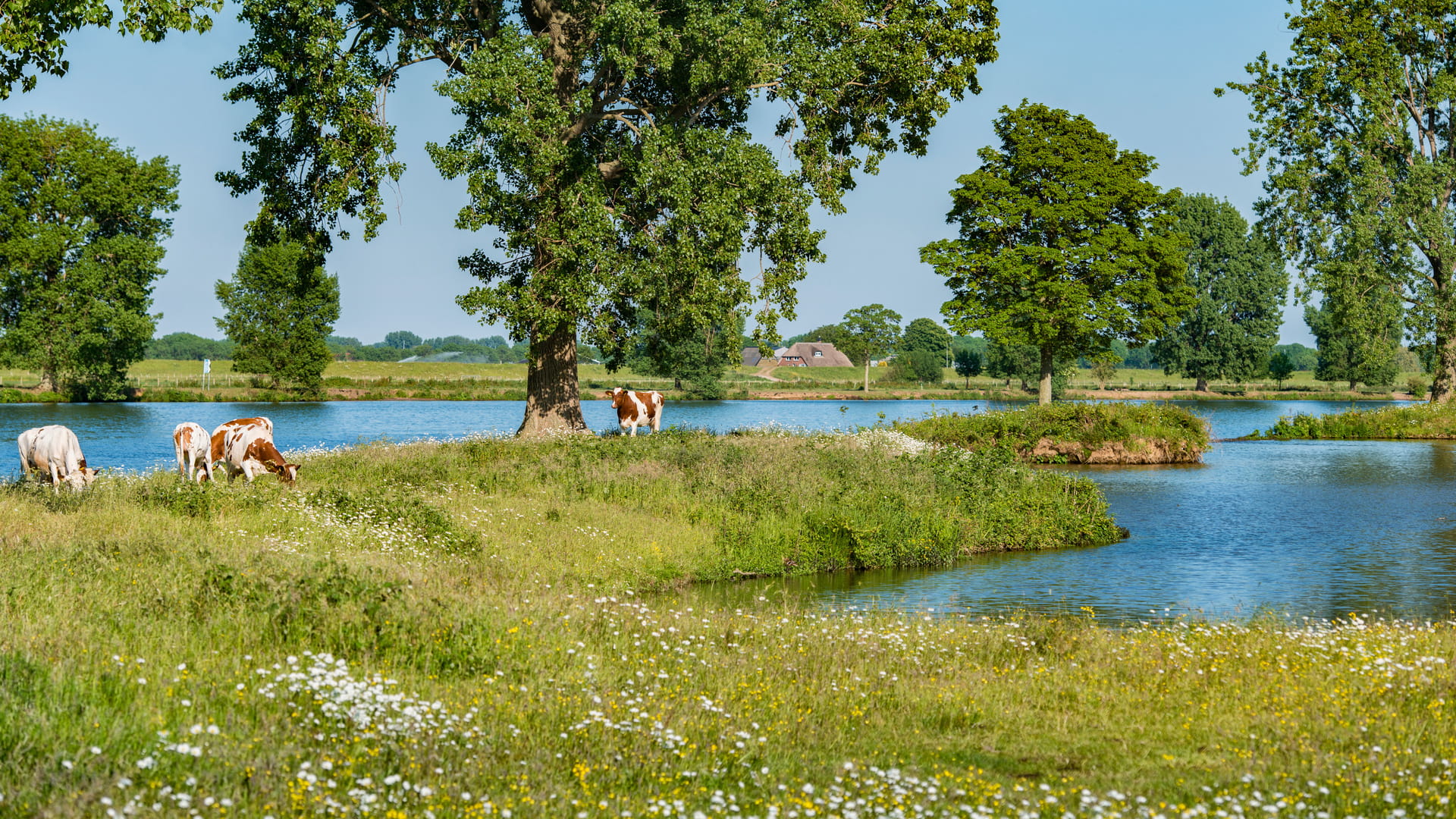 Uiterwaarden in Nederland